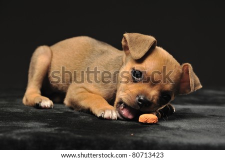chihuahua laying on the black cloth trying to eat a cookie