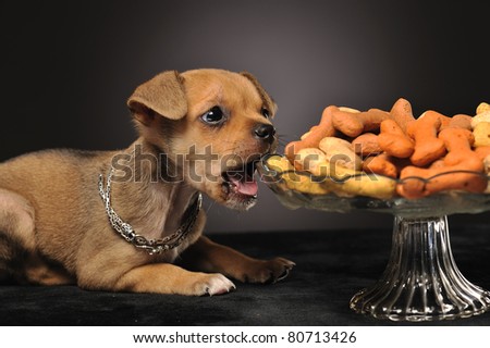 Chihuahua puppy laying by a bowl of cookies trying to steel a cookie