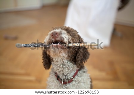 dog with paint brush