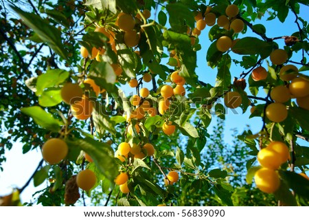 group of yellow plums