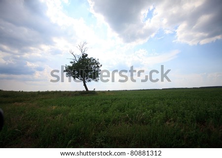 lone tree