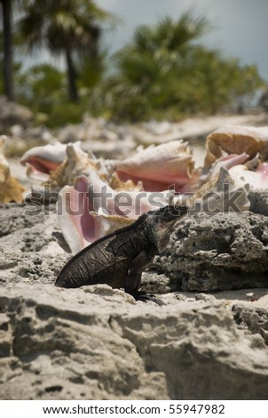 A large iguana stands tall while guarding his conchs on a tiny Bahamian island.