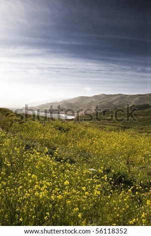 Vast flowering coastal mountain range.