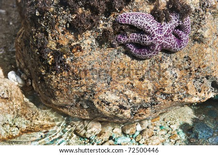 A Purple Starfish clings to a rock at low tide