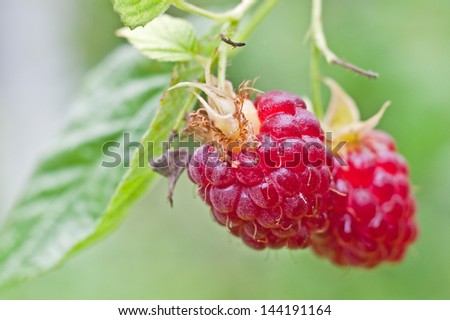The gathering in the forest ripe raspberries