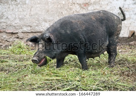 female wild pig destroys the crop farmer