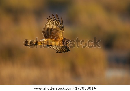 Northern Harrier in Flight