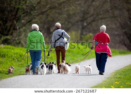 dog walkers in the park with many little dogs