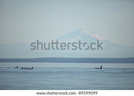 Orcas with Mount Baker in the background