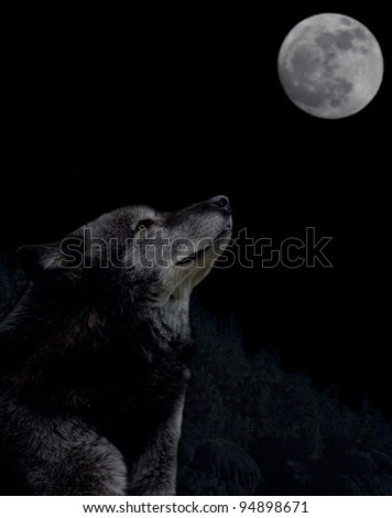 wolf in the moonlight during full moon
