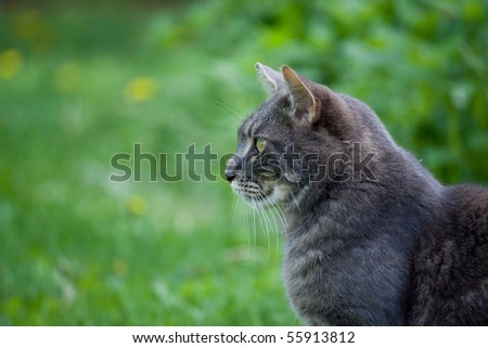 cat on green grass watching carefully for birds to kill