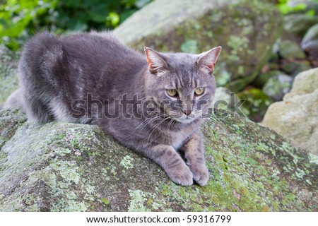 cat outside on rock