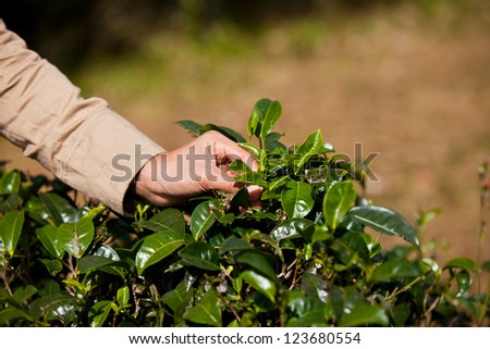 Picking tea leafs.