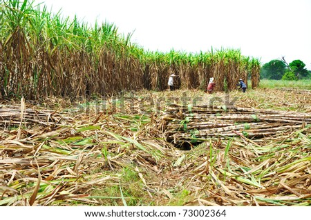 time of harvesting sugar cane crop