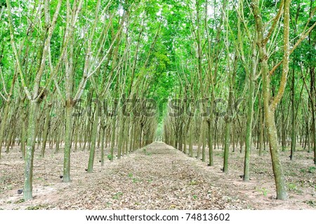 rubber tree or hevea brasiliensis plant field in time of harvesting its caoutchouc gum