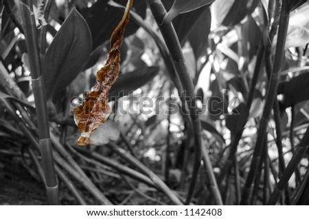 Brown leave hanging from a plant with black and white background