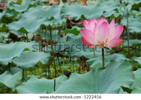 Pink lotus flower in a Buddhist temple in Malaysia (more flower images in my gallery)