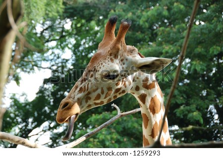 Giraffe wagging tongue and tasting the vegetables (more giraffe photos in gallery)