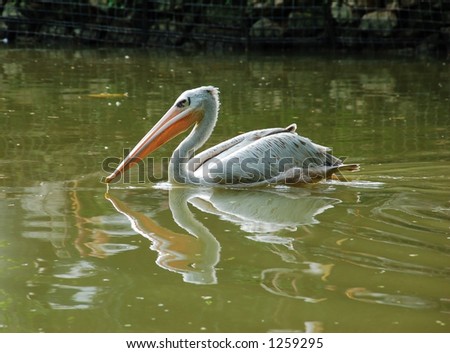 Pelican swimming in a lake with reflection (more animal images in gallery)