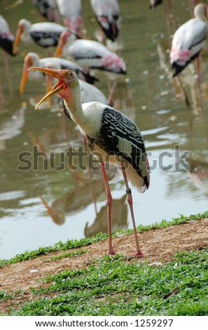 Stork making noises near a lake (more animal images in my gallery)