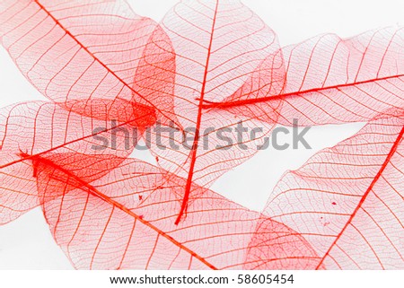 red paper leaves