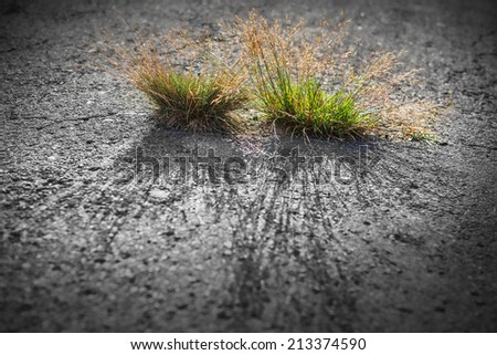 Green grass growing from the asphalt, broken from the force of nature