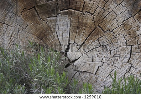 texture of tree rings with grass