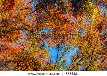 Autumn maple leaves background,Beautiful leaves .