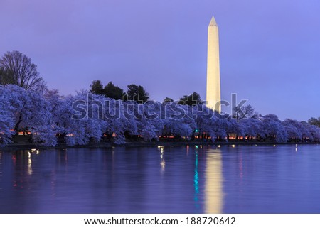 Cherry Blossoms with Washington DC Washington Monument in twilight.