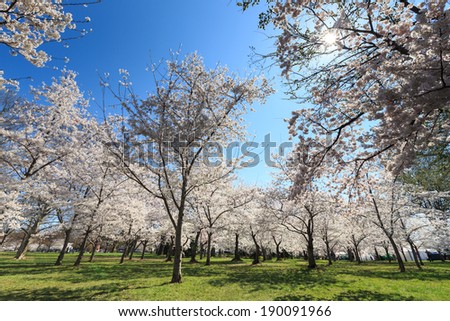 Washington DC, Cherry Blossom Festival in spring - United States