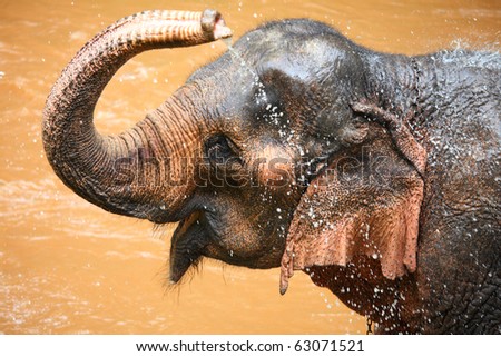 Cute Asian elephant splashing with water while taking a bath in Chiang Mai. Thailand.
