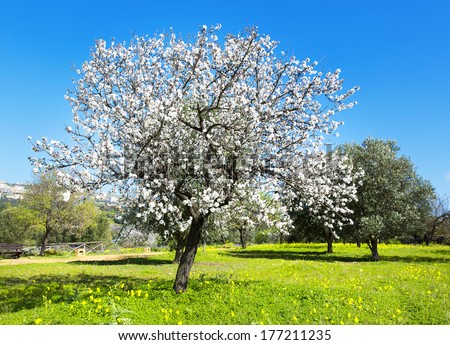 Almond tree at spring, fresh pink flowers on the branch of fruit tree