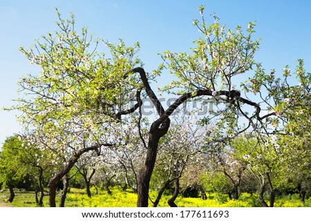 Almond tree at spring, fresh pink flowers on the branch of fruit tree