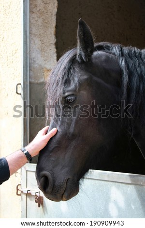 Hand of man touching nose of a horse in the stable