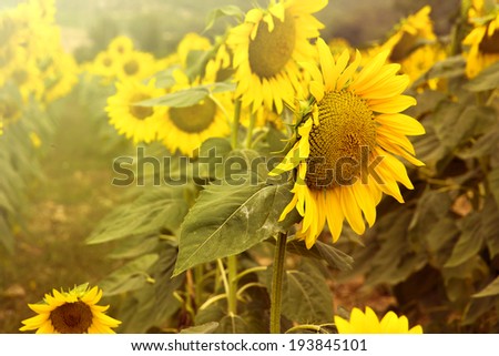 Vibrant macro of a sunflower