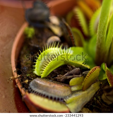 Carnivorous Venus Fly Traps and Sundews. Plants secrete digestive enzymes s until the insect is liquified and its soluble contents digested