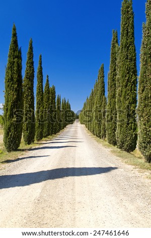 Cypress Trees rows and a white road rural landscape in Montalcino land near Siena, Tuscany, Italy, Europe.