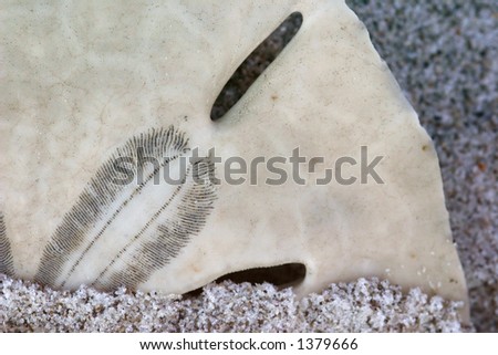 Sand dollar buried in the sand