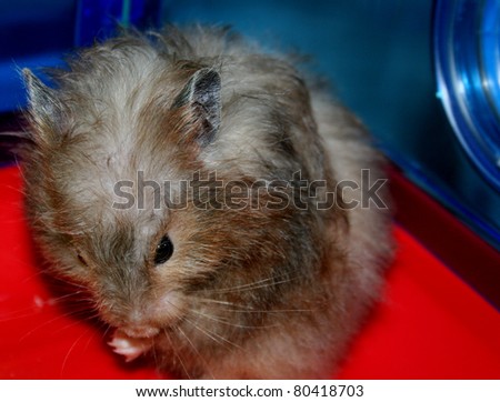 Brown Bear Hamster