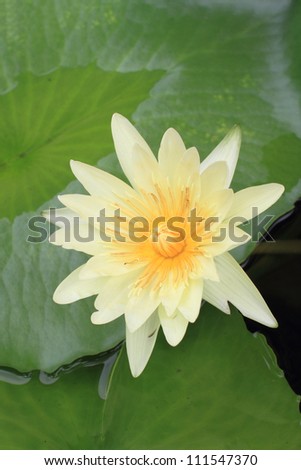 yellow lotus