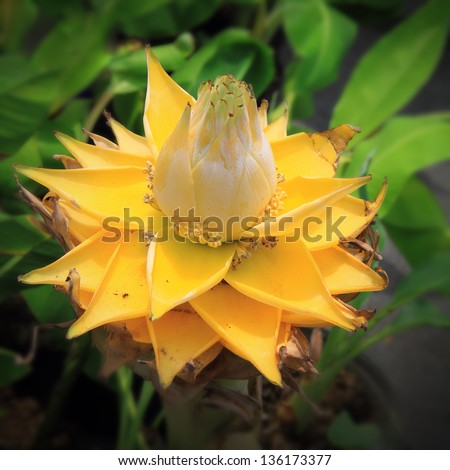 Dwarf Banana or Golden lotus group