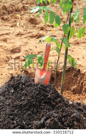 Planting a forest tree