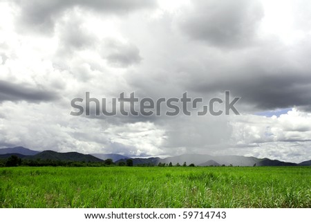 Landscape with rain over sugar cane field