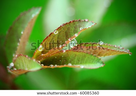 Leaf With Raindrop