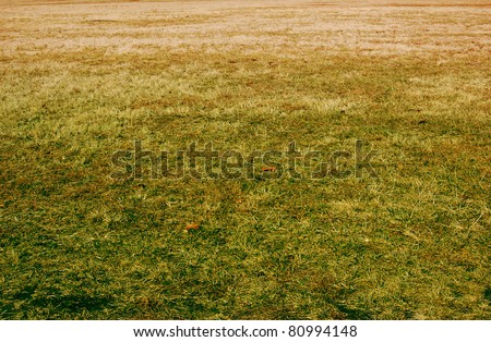 Dying Grass