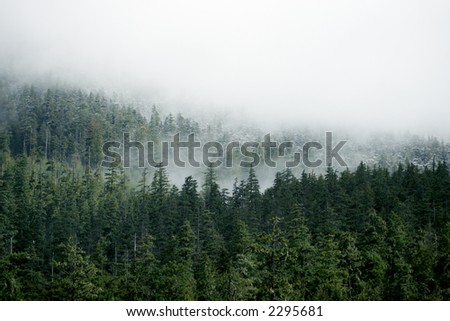 Evergreen forest covered with frost and snow