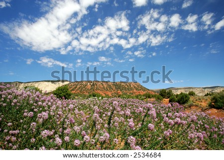 Desert flowers in Colorado mountains