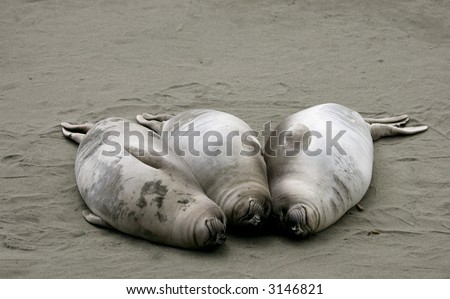 Three Elephant seal pups on the beach in Big Sur, California coast, USA