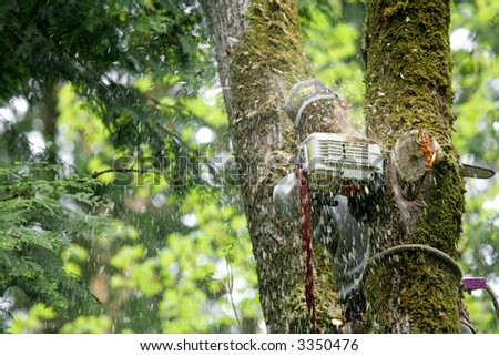 Man cutting tree down with chainsaw