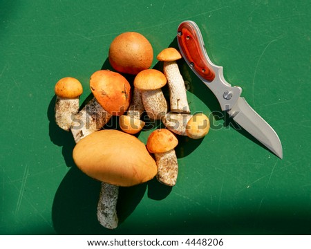 Wild mushrooms and pocket knife